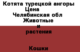 Котята турецкой ангоры › Цена ­ 200 - Челябинская обл. Животные и растения » Кошки   . Челябинская обл.